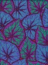 Kaffe Fassett, Begonia, Cobolt, 6513 thumbnail